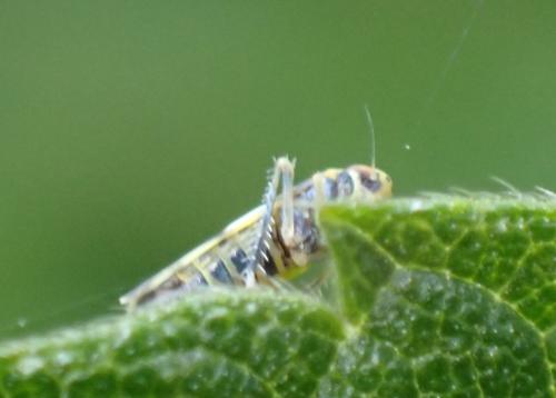 Réf. 360 033 : Eupteryx (calcarata-urticae)